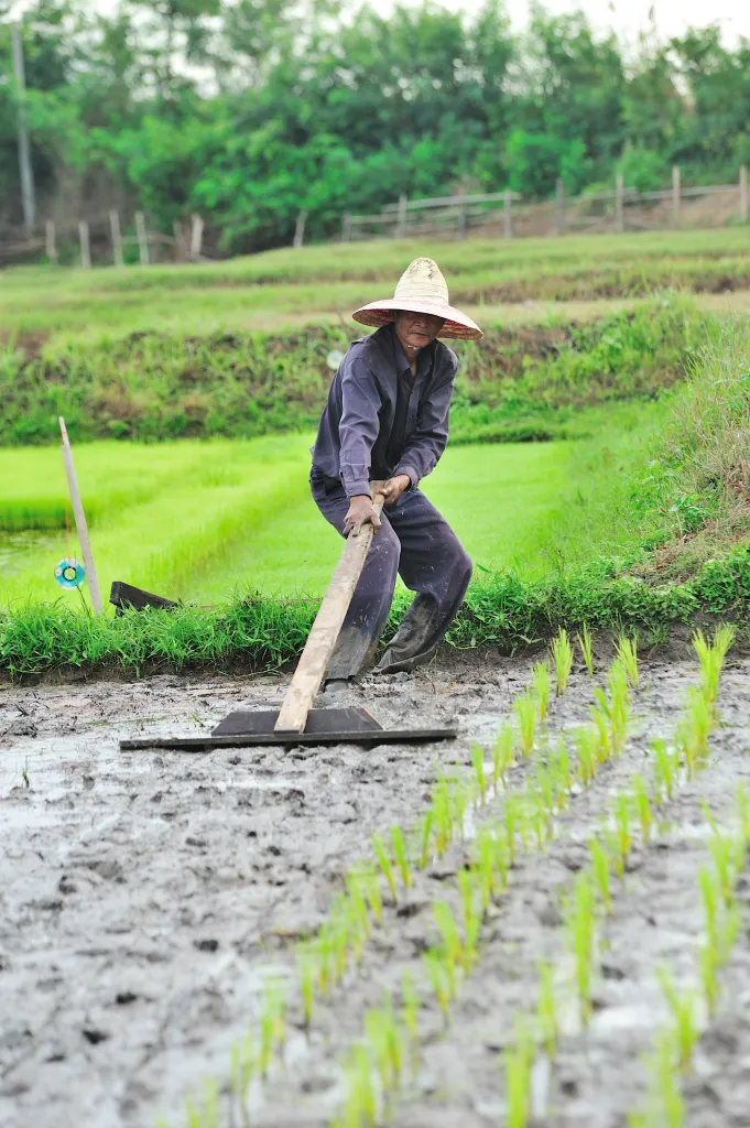 การทำนาข้าวอินทรีย์ของชุมชน